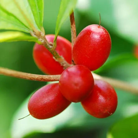 أندر أصناف الفواكه في العالم!