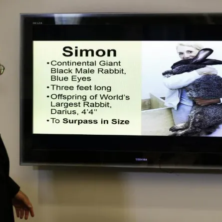 دعوى ضد شركة طيران بسبب أرنب!