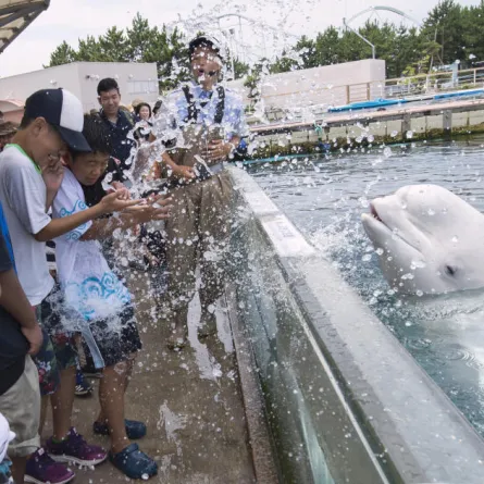 حوت أبيض يداعب السياح!