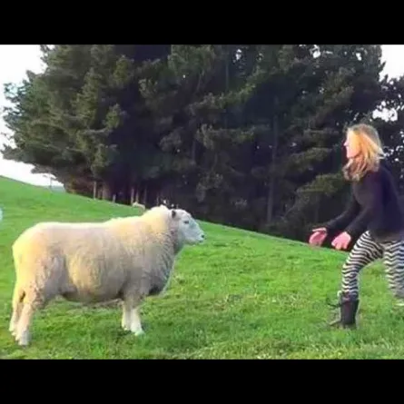 بالفيديو.. خروف يتحول إلى نجم لمهارته في كرة القدم