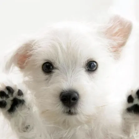 بالفيديو: سيدة تعض كلب وسط ركاب "المترو" فماذا كانت ردة فعلهم؟