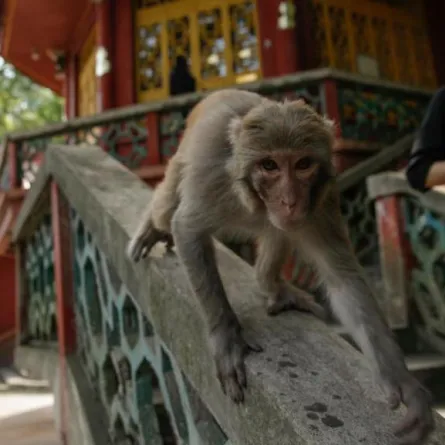 عدو جديد للشرطة في اندونيسيا