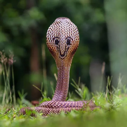 "ابتسامة كوبرا" تحيِّر نشطاء مواقع التواصل الاجتماعي!