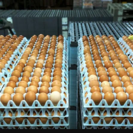 تحذير: البيض الملوث يصل إلى آسيا