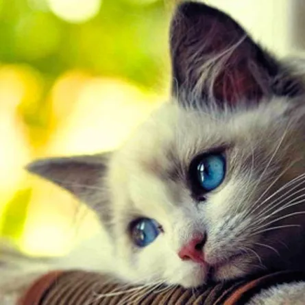 "الزراعة السعودية" تدرِّب متطوعات لرعاية الحيوانات الأليفة