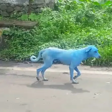 بالفيديو.. كلاب الهند تتحول إلى زرقاء والرعب يملأ القلوب