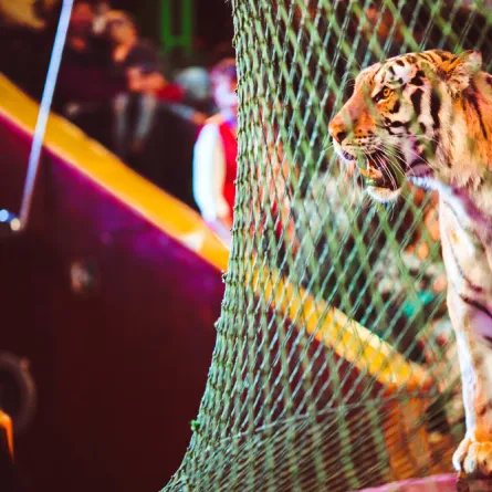 بالفيديو... نمر يهاجم مدربه بوحشية أثناء تقديمه عرضًا فى السيرك