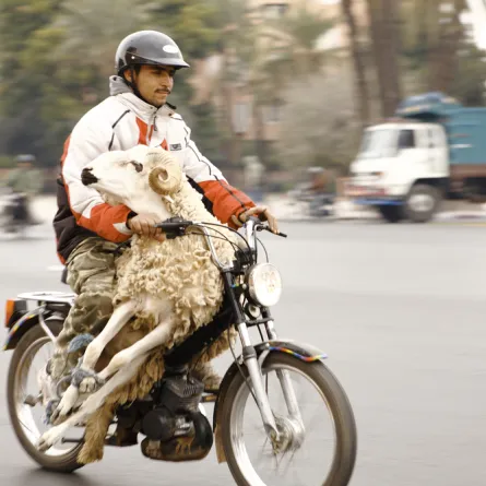 في المغرب.. سخرية من مصاريف عيد الأضحى والمدارس
