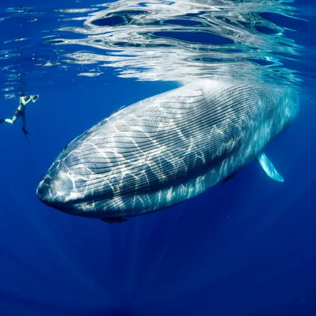 أكبر 7 أشياء في العالم