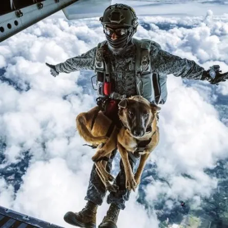 كلبة تتحدى خطر الموت