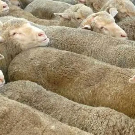 بالفيديو: فرنسي يبيع أضاحي العيد