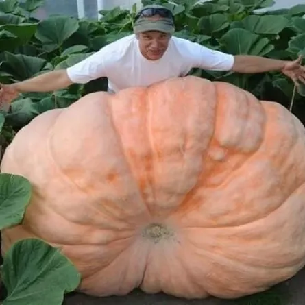 يقطينة عملاقة تزن 400 كيلو غرام