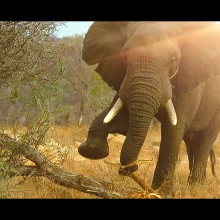 بالفيديو.. رجل يدفع حياته ثمناً لصورة «سيلفي» مع فيل