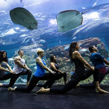 عروض «اليوجا تحت الماء» في «دبي أكواريوم وحديقة الحيوانات المائية»