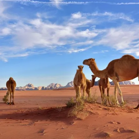 صور 5 صحاري مُصنّفة بالأجمل في العالم