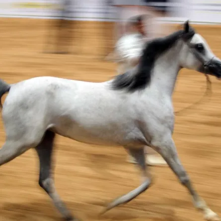 37 فعالية على مدار 5 أيام في «أبوظبي للصيد والفروسية»