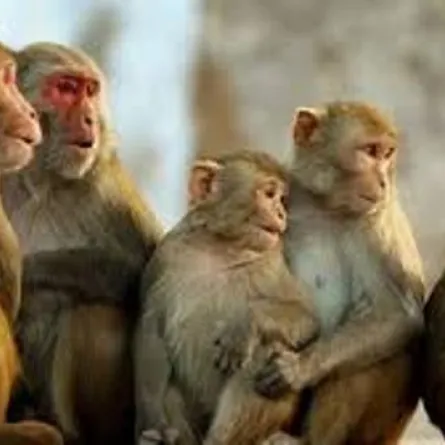 وفاة 12 قرداً بسكتة قلبية.. والسبب!!