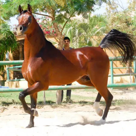 افتتاح مهرجان الشرقية للخيول العربية في دورته الـ22