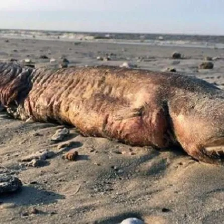 كشف غموض الكائن المرعب على شواطئ تكساس