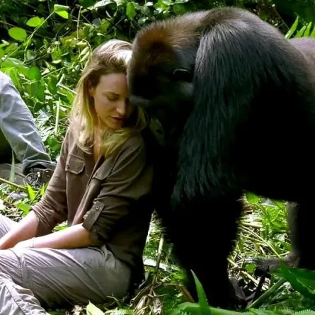 حسناء في جلسة "فوتوسيشن" رومانسية مع غوريلا!