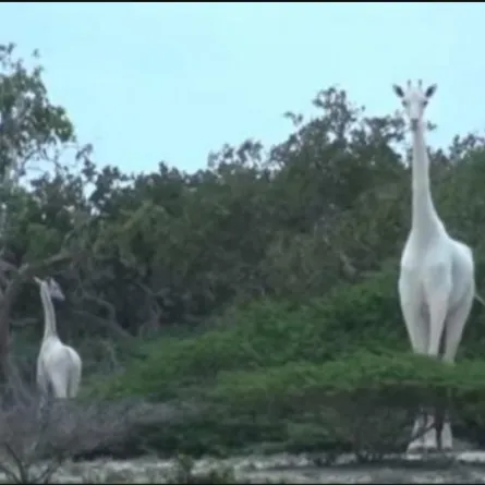 بالفيديو: زرافات بيضاء نادرة في محمية كينية