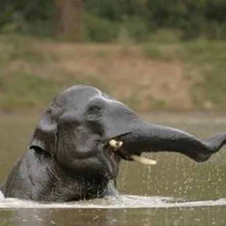 بالفيديو: فيل يسبح تحت الماء بشكل مذهل