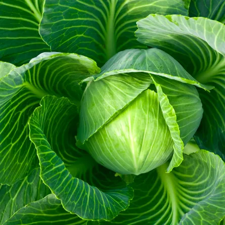 فوائد الملفوف في علاج الامساك والقضاء على السرطان