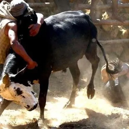 بالفيديو : يصارعون الثيران للفوز بقلوب الحسناوات !!