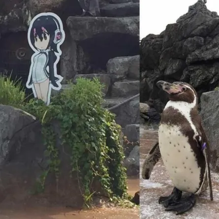 اليابان تودع «البطريق العاشق» بعد قصة حب مستحيلة