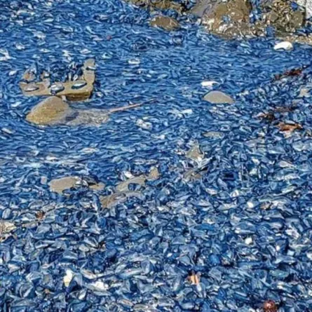 بالصور.. آلاف المخلوقات الغريبة تغزو شواطئ نيوزيلندا