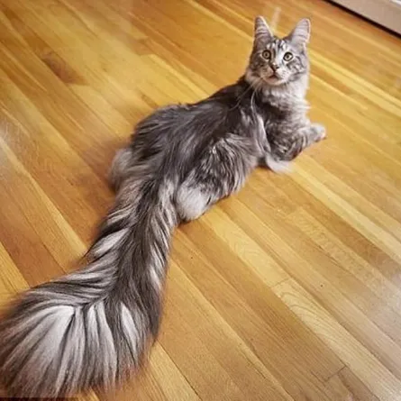 بالصور: نهاية مأساوية لأطول قط في العالم