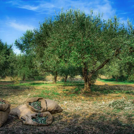 شجرة عمرها 9 قرون وتنتج 1500 لتر من زيت الزيتون