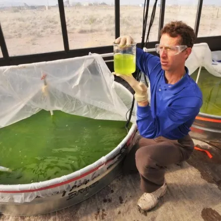 مشروع لإنتاج الطحالب يوفر 200 ألف وظيفة