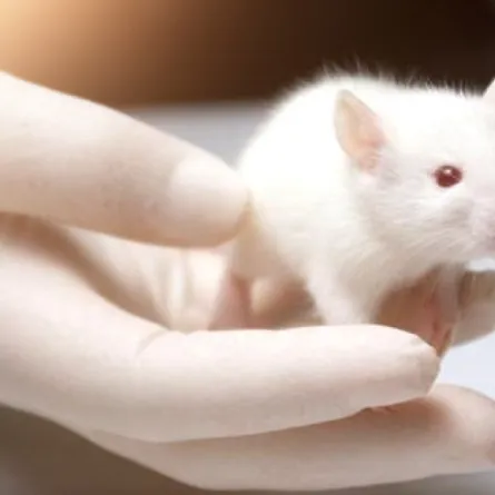 حقائق لا تعلمينها عن سبب اختيار الفئران للتجارب