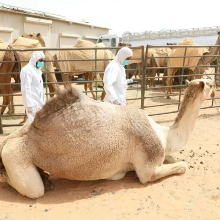 أطول ناقة في مهرجان الإبل تستعد لـ "جينيس"