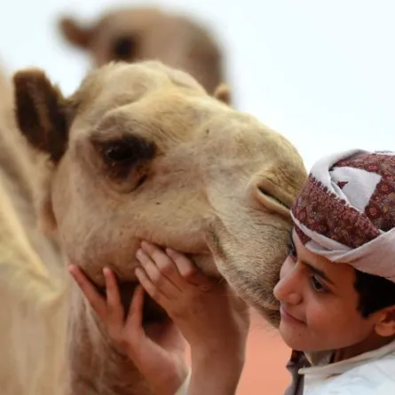 75 ألف ريال جائزة أجمل صورة في مهرجان الإبل
