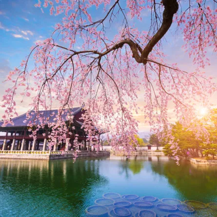 زيارة سياحية إلى كوريا الجنوبية أثناء الألعاب الأولميبة الشتوية