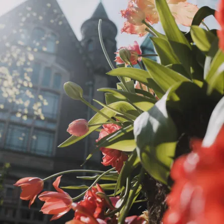 مهرجان التوليب السنوي في أمستردام