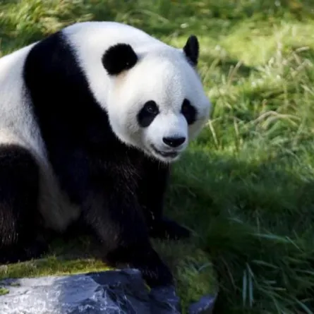 مليار ونصف المليار دولار من أجل «بيت الباندا»!