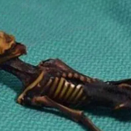 كشف سر كائن فضائي عُثر عليه في الصحراء