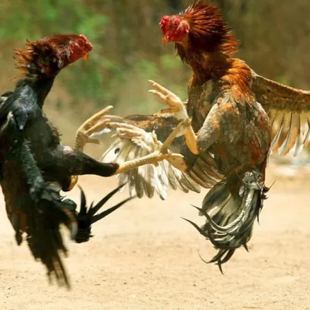 السلطات الأمريكية تلقي القبض على 200... ديك!!