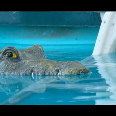 شاهد.. تمساح يظهر في بركة سباحة منزلية في فلوريدا