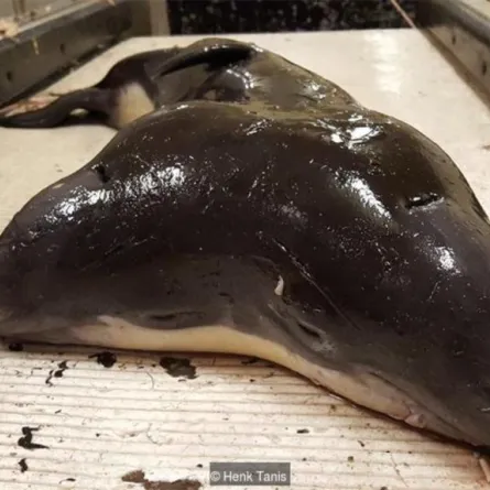 بالصور.. دولفين صغير برأسين في جسم واحد