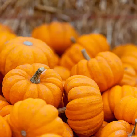 فوائد القرع في حماية القلب وعلاج الخوف