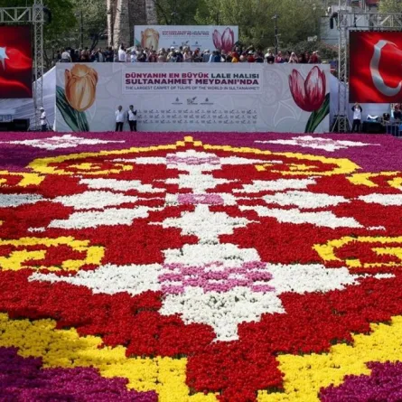 بالصور.. ألف زهرة توليب ملونة تصنع أكبر سجادة بالعالم