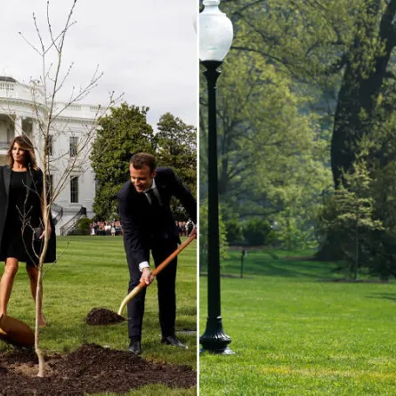 شجرة ترامب وماكرون تثير التساؤلات.. أين اختفت؟