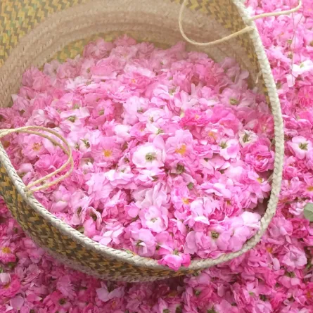 الورد الطائفي.. تغنى به الشعراء واتخذه الملوك والأمراء عطراً