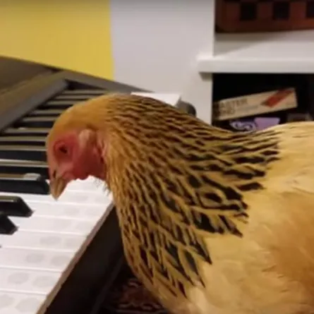 فيديو.. صدق أو لا تُصدق الدجاج يحب سماع الموسيقى الكلاسيكية
