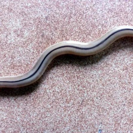 هل احتلت الديدان العملاقة فرنسا؟