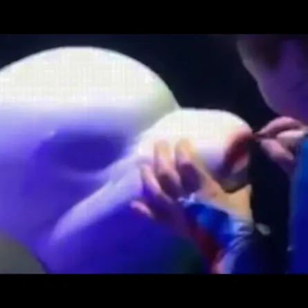 فيديو.. انتقاد مدربة تضع أحمر شفاه على فم دولفين